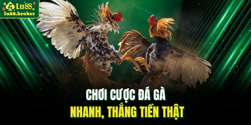 Chơi cược đá gà nhanh, thắng tiền thật