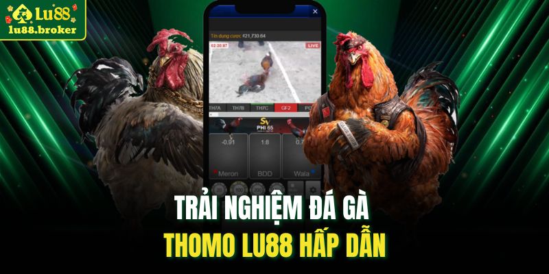 Trải nghiệm đá gà Thomo LU88 hấp dẫn